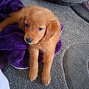 Callie joined the competition — help win amazing prizes! animal, blanket, carpet, cozy, cute, dog, eyes, fur, golden_retriever, indoor, laying, mammal, nose, paw, pet, puppy, purple, small, soft, young