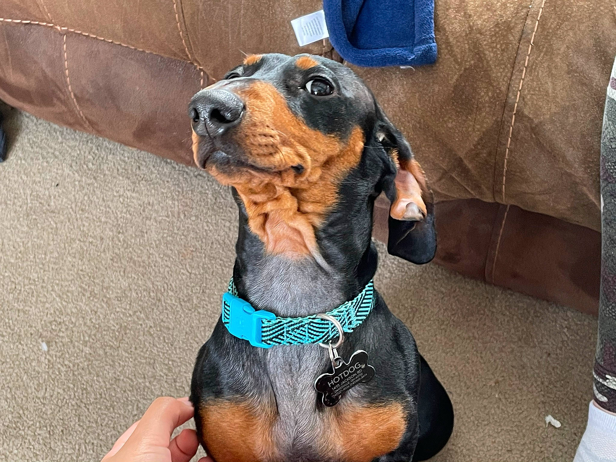 Hotdog is registered to the contest to win money with this photo: canidae, carnivore, collar, companion_dog, dog, dog_breed, dog_collar, dog_supply, fawn, guard_dog, hound, hunting_dog, liver, non_sporting_group, pet_supply, sporting_group, working_animal, working_dog