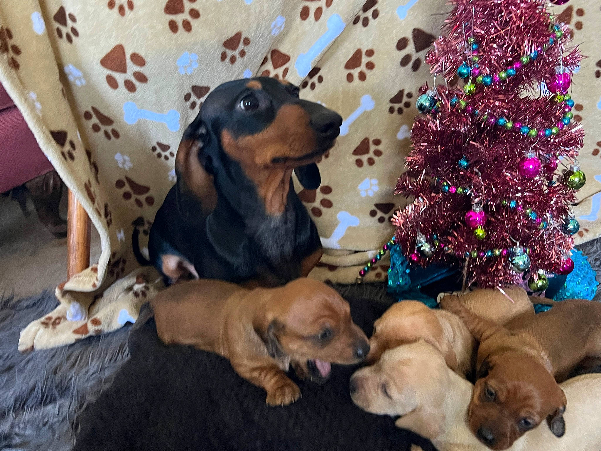 Hotdog is registered to the contest to win money with this photo: canidae, carnivore, christmas, christmas_decoration, christmas_ornament, christmas_tree, comfort, companion_dog, dog, dog_breed, dog_supply, event, fawn, guard_dog, holiday, hound, liver, ornament, sporting_group, working_animal