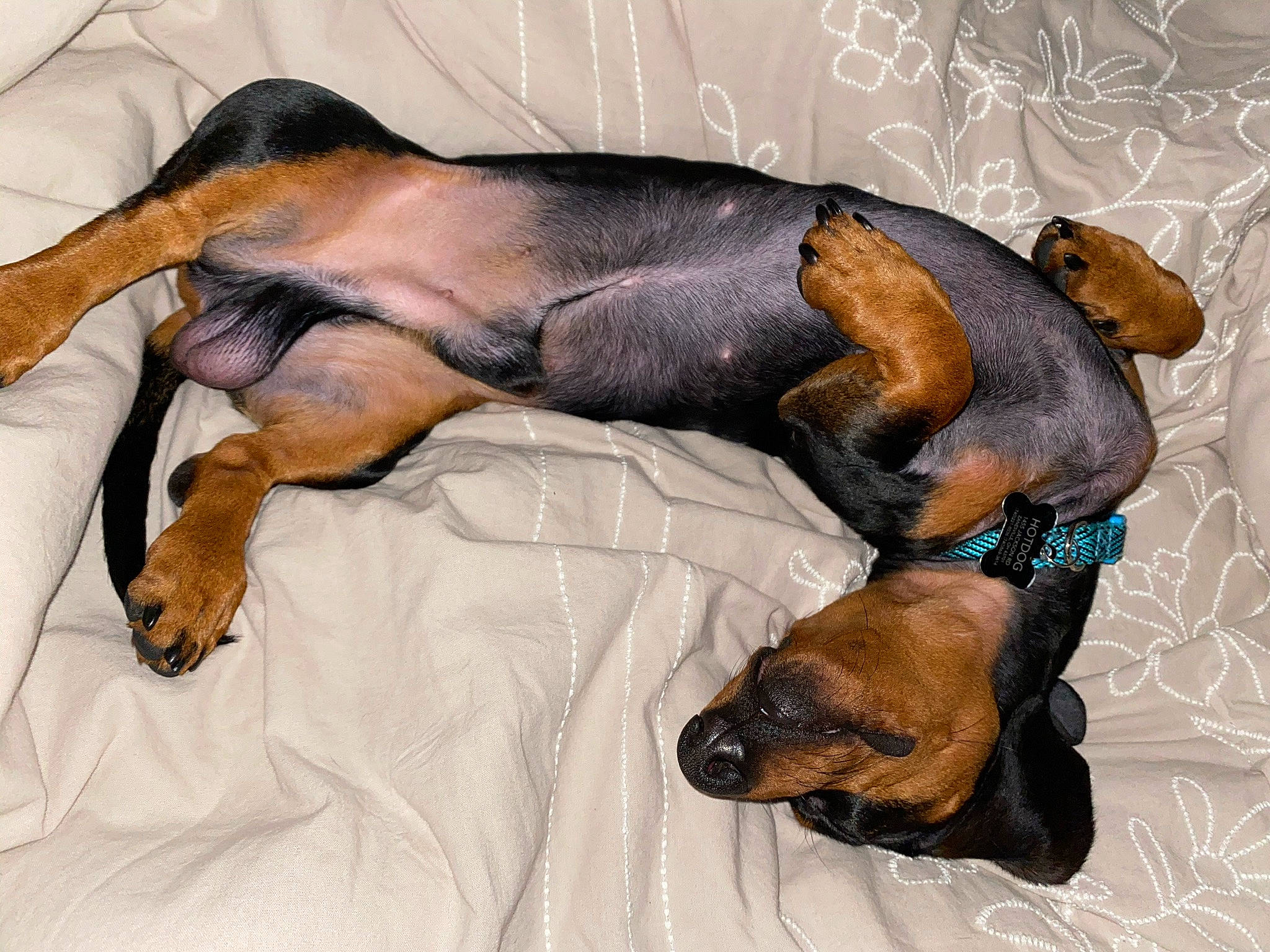 Hotdog joined the competition — help win amazing prizes! canidae, carnivore, comfort, companion_dog, dog, dog_breed, dog_supply, fawn, fur, guard_dog, hound, liver, montenegrin_mountain_hound, nap, paw, pet_supply, snout, sporting_group, working_animal, working_dog