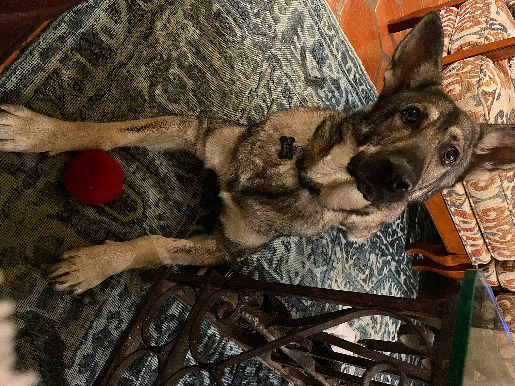 Evita joined the competition — help win amazing prizes! art, domestic_short_haired_cat, fawn, fur, gesture, military_camouflage, pack_animal, pattern, snout, terrestrial_animal, tree, visual_arts, wood, working_animal, wrinkle