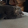 Bibou a rejoint le concours — aidez-le/la à gagner de superbes lots ! cat, sleeping_cat, feline, pet, whiskers, bed, blanket, cozy, indoor, nap, furry, gray_cat, close_up, portrait, furniture, textured_surface, resting, domestic_animal, peaceful, low_light