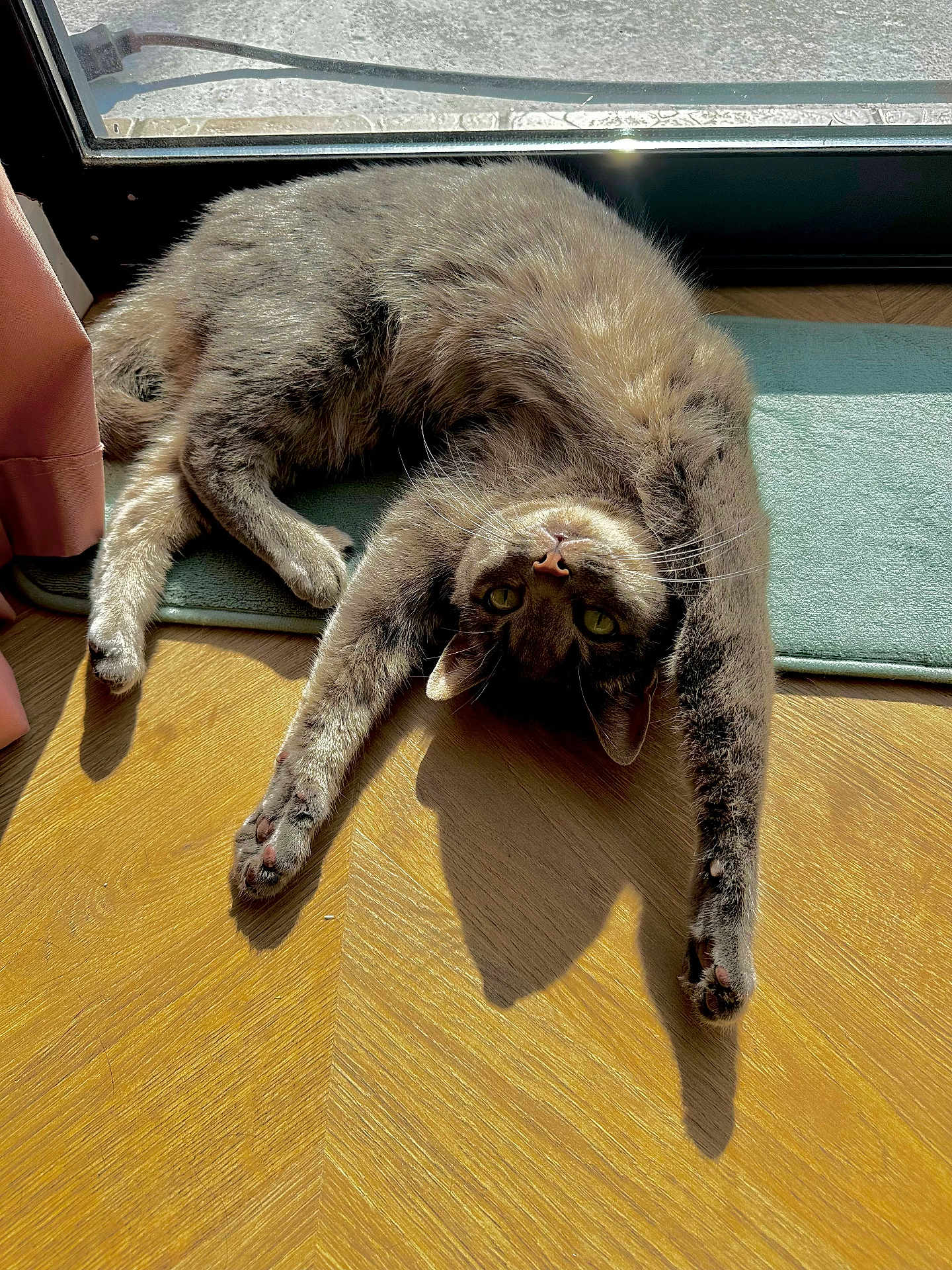 Bibou participe au concours pour gagner de l'argent avec cette photo : cat, feline, pet, indoor, sunlight, sunbeam, shadow, wood_floor, flooring, mat, paw, paws, whiskers, green_eyes, stretching, window, curtain, relaxing, cozy, gaze