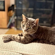 Bibou participe au concours pour gagner de l'argent avec cette photo : cat, tabby, feline, pet, sofa, couch, indoor, living_room, whiskers, green_eyes, relaxed, portrait, upholstery, paw, ears, fur, cozy, blurred_background, home, animal_portrait