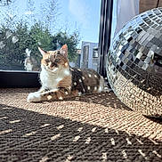 Roxy a rejoint le concours — aidez-le/la à gagner de superbes lots ! cat, calico_cat, pet, indoor, sunlight, window, reflection, disco_ball, rug, woven_rug, shadow_pattern, lounging, relaxed, whiskers, ears, eyes, glass, outdoor_vegetation, home_interior, textured_carpet