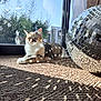 cat, calico_cat, pet, indoor, sunlight, window, reflection, disco_ball, rug, woven_rug, shadow_pattern, lounging, relaxed, whiskers, ears, eyes, glass, outdoor_vegetation, home_interior, textured_carpet
