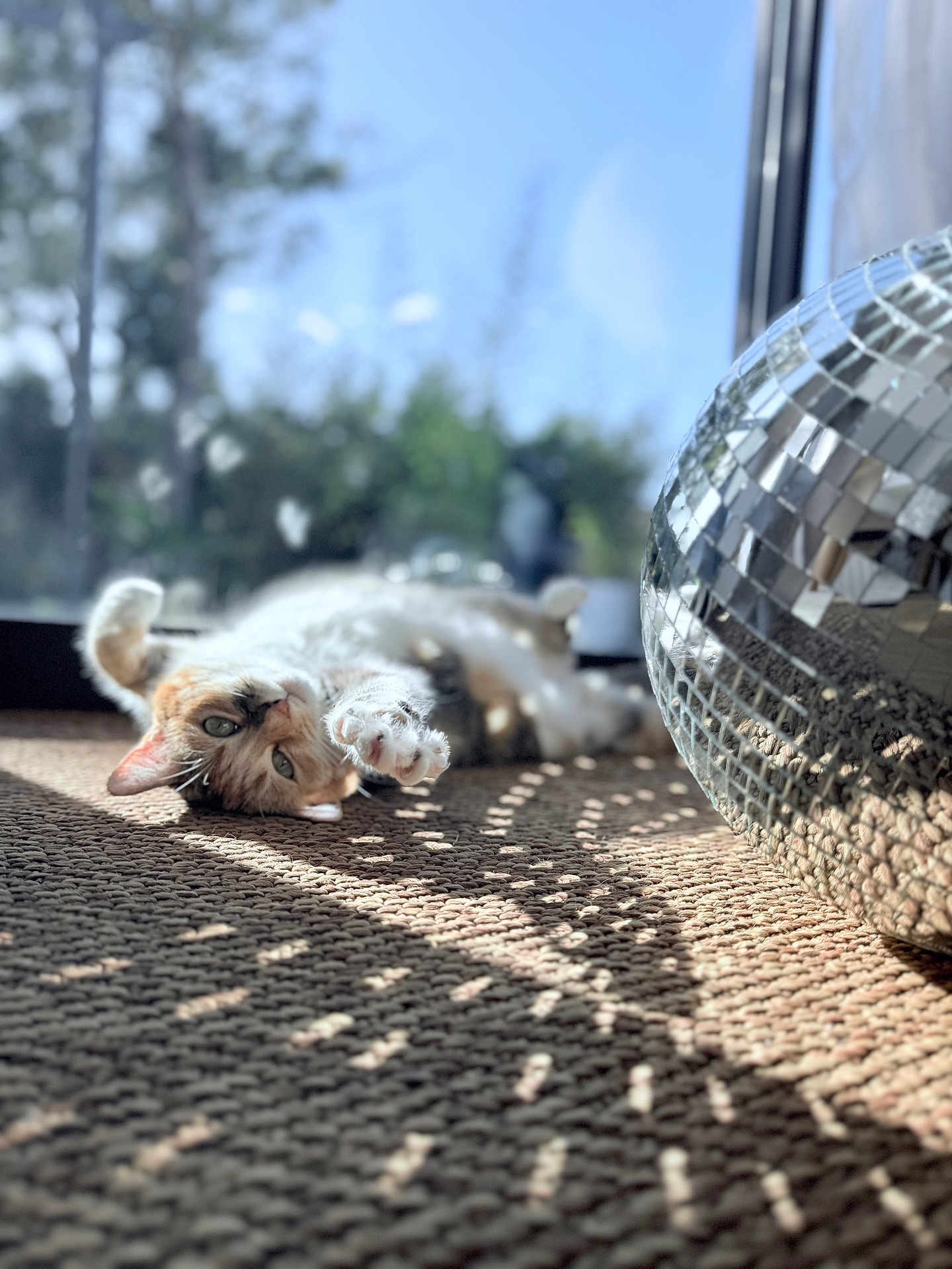 Roxy a rejoint le concours — aidez-le/la à gagner de superbes lots ! cat, tabby_cat, pet, disco_ball, mirror_ball, sunlight, sunbeams, light_reflection, woven_rug, carpet, paw, whiskers, green_eyes, indoor, window, shallow_depth_of_field, bokeh, cozy, relaxing, lying_down