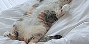 Roxy participe au concours pour gagner de l'argent avec cette photo : cat, calico_cat, feline, pet, bed, white_bedding, cozy, indoor, curtain, wooden_floor, belly_up, paws, whiskers, ears, relaxed, domestic_cat, portrait, closeup, fluffy, cute