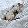 cat, calico_cat, feline, pet, bed, white_bedding, cozy, indoor, curtain, wooden_floor, belly_up, paws, whiskers, ears, relaxed, domestic_cat, portrait, closeup, fluffy, cute