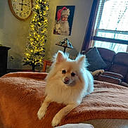 Princess is registered to the contest to win money with this photo: dog, fluffy, cream_colored, blanket, couch, living_room, christmas_tree, lights, painting, santa_claus, clock, window, natural_light, pillow, lamp, furniture, relaxed, pet, domestic, cozy