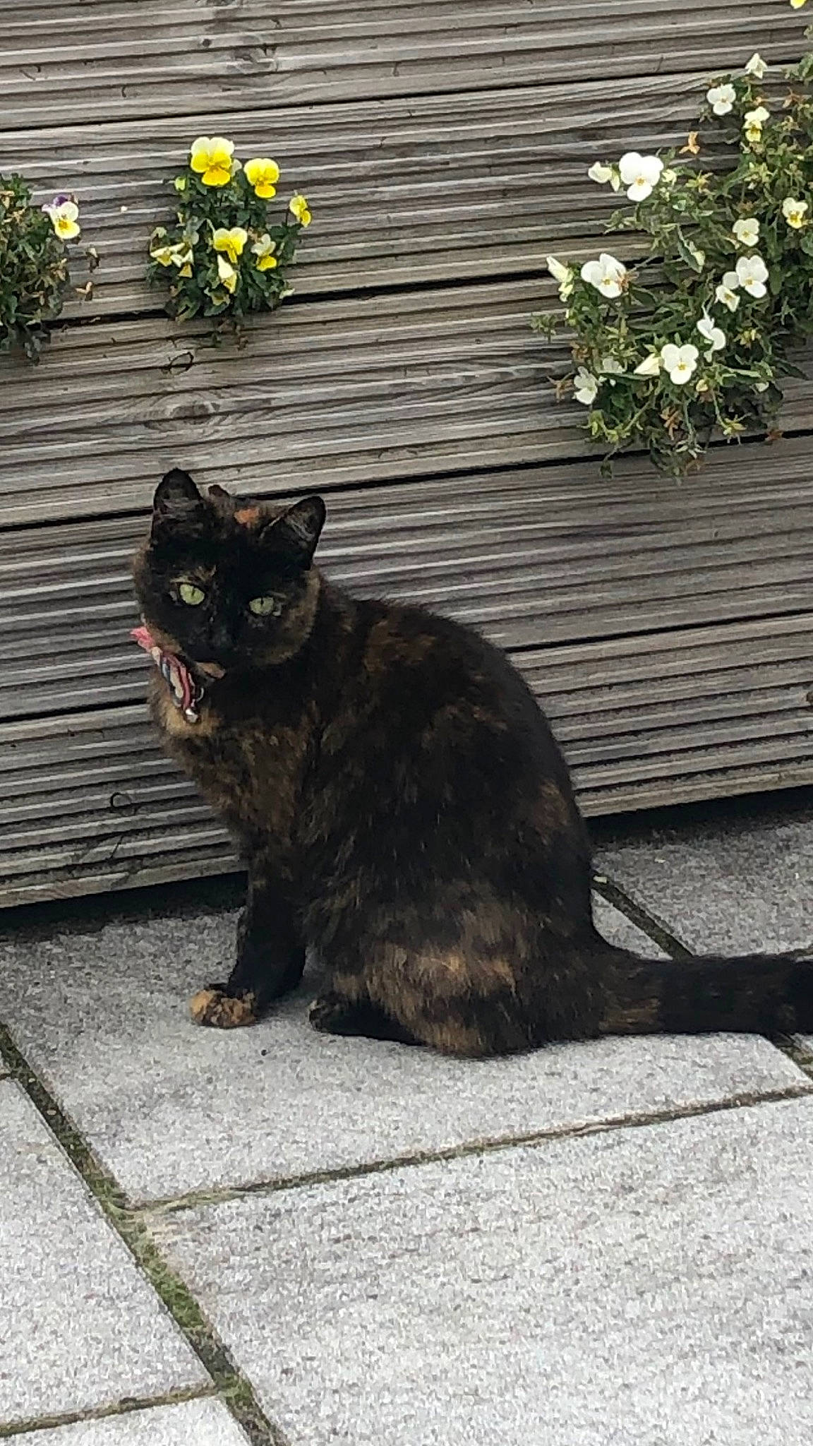 Merlot is registered to the contest to win money with this photo: asphalt, black_cat, carnivore, cat, domestic_short_haired_cat, felidae, flower, grass, grey, groundcover, plant, road_surface, shadow, sidewalk, small_to_medium_sized_cats, tail, terrestrial_animal, whiskers, wood, yellow