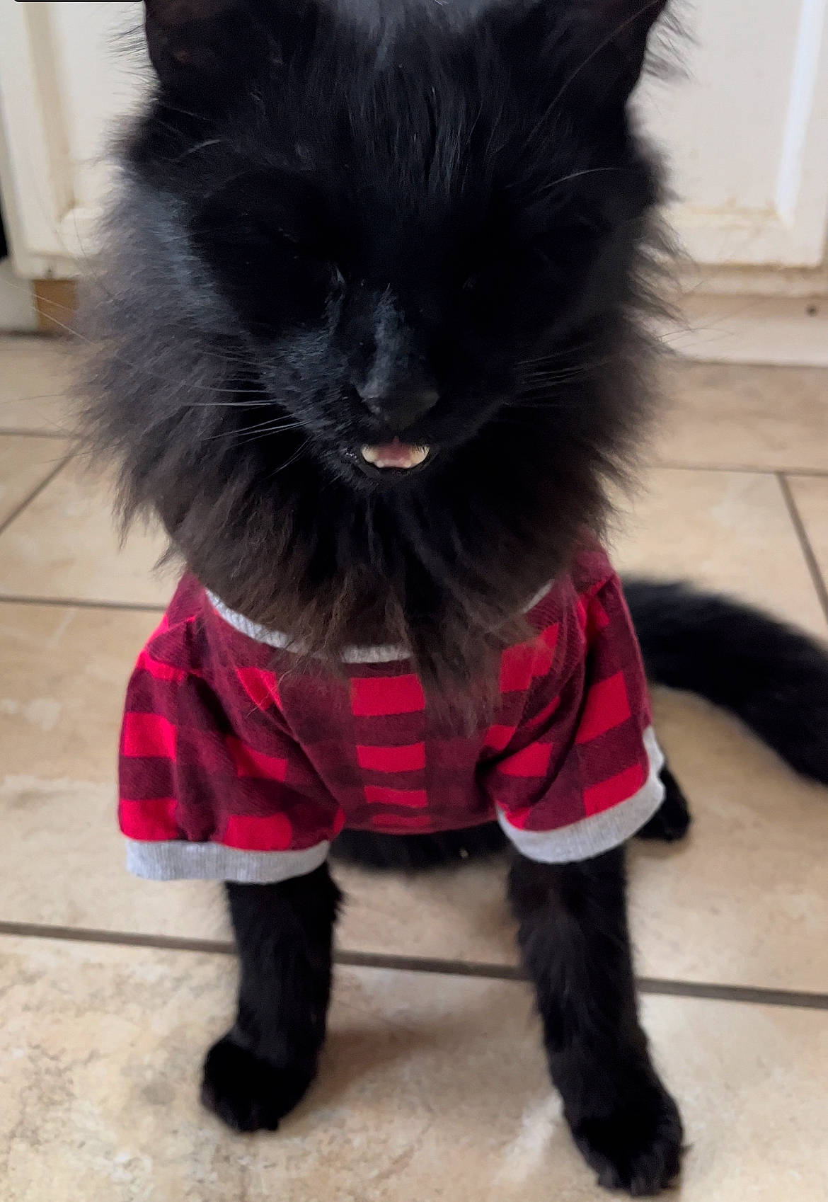 Bishop joined the competition — help win amazing prizes! bow_tie, canidae, carmine, carnivore, cat, collar, companion_dog, costume, dog_breed, dog_supply, fashion_accessory, felidae, fur, mammal, pet_supply, sleeve, snout, tail, vertebrate, whiskers