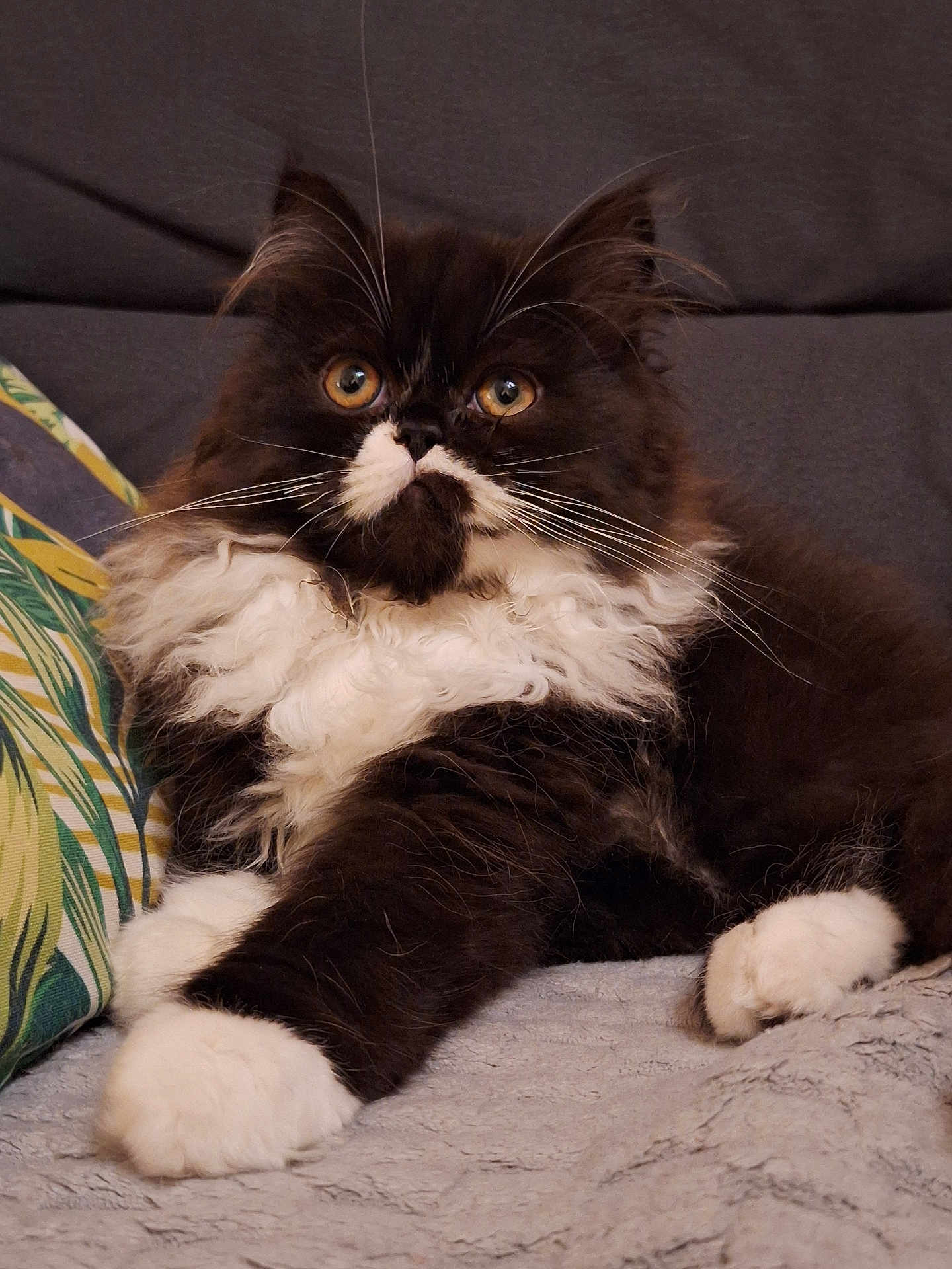 Mario a rejoint le concours — aidez-le/la à gagner de superbes lots ! cat, fluffy, black_and_white, whiskers, paws, couch, blanket, pillow, indoor, closeup, pet, feline, relaxed, wide_eyes, fur, portrait, domestic_animal, cozy, resting, comfort