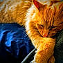 Pico De Gato is registered to the contest to win money with this photo: cat, ginger_cat, orange_cat, sleeping, nap, whiskers, paw, fur, cozy, blanket, blue_blanket, bedding, indoor, pet, domestic_cat, close_up, portrait, relaxed, soft_texture, feline