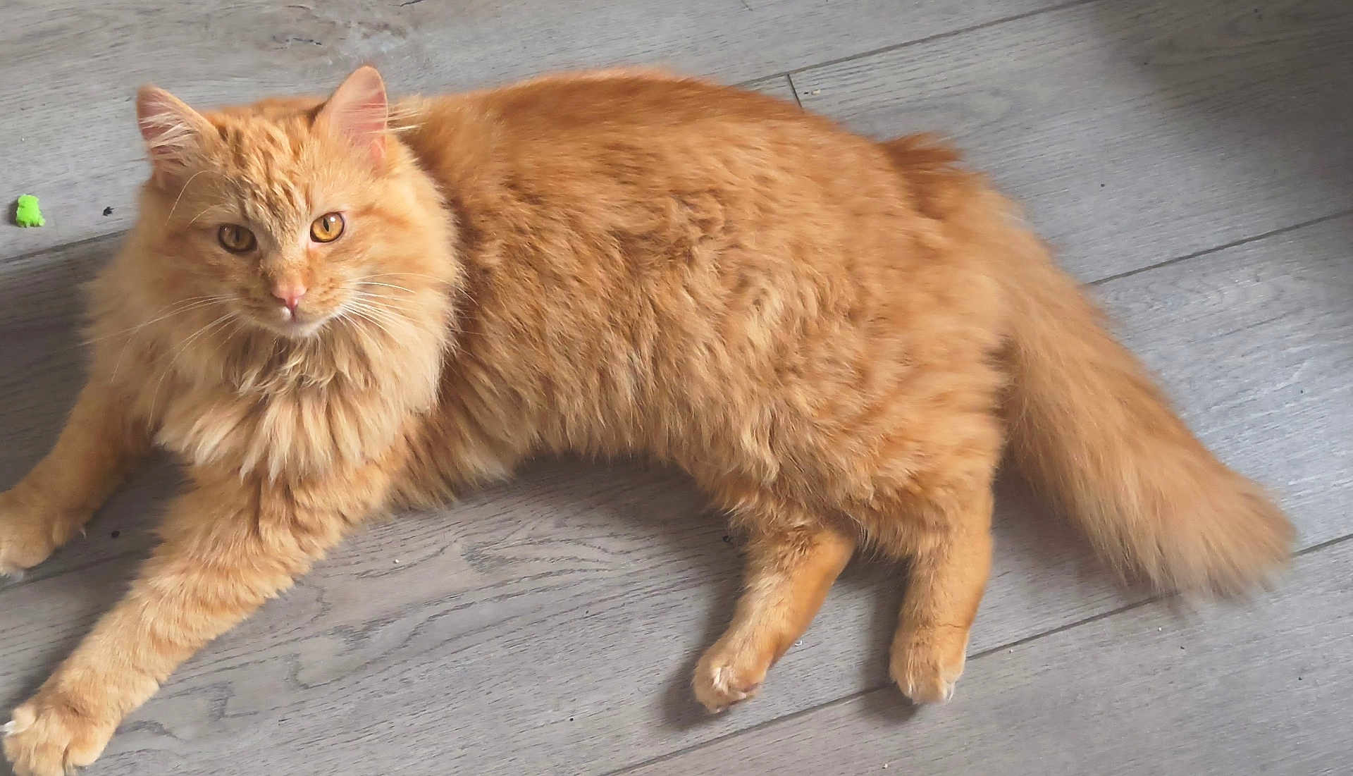 Pico De Gato is registered to the contest to win money with this photo: cat, ginger_cat, fluffy, long_hair, pet, indoor, wooden_floor, paw, tail, whiskers, golden_eyes, orange_fur, lounging, close_up, fur_texture, cute, relaxed, domestic_cat, tufted_ears, pet_photography