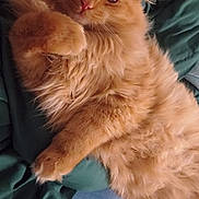 Pico De Gato is registered to the contest to win money with this photo: cat, ginger_cat, fluffy, long_fur, orange_fur, paw, whiskers, sleepy, relaxed, lap, jeans, blanket, green_blanket, indoor, pet, mammal, closeup, portrait, human_arm, cozy