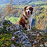 dog, outdoor, mountain, rock, moss, greenery, landscape, nature, animal, happy, pet, scenery, grass, tree, hill, smiling, fur, wildlife, daylight, portrait