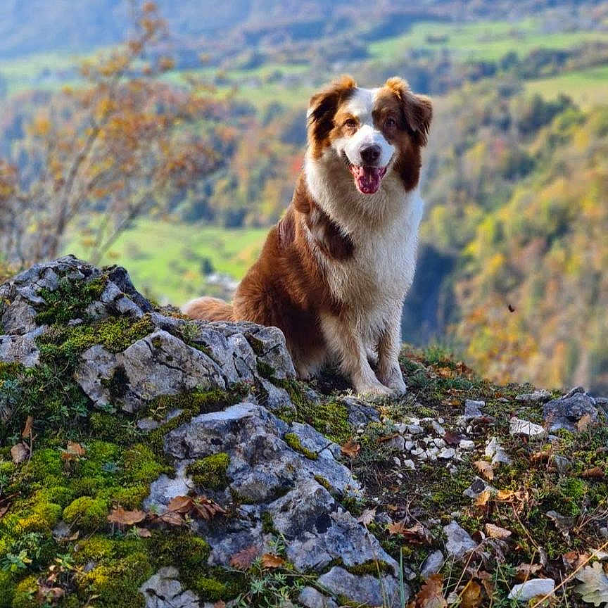 Jamelia participe au concours pour gagner de l'argent avec cette photo : dog, outdoor, mountain, rock, moss, greenery, landscape, nature, animal, happy, pet, scenery, grass, tree, hill, smiling, fur, wildlife, daylight, portrait