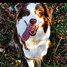 dog, animal, outdoor, grass, leaves, happy, tongue_out, pet, nature, brown_and_white, canine, sitting, sunlight, smiling, fur, friendly, mammal, playful, closeup, daytime