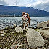 Jamelia participe au concours pour gagner de l'argent avec cette photo : dog, water, lake, rock, mountain, outdoor, nature, cloud, sky, tongue, happy, animal, fur, wet, landscape, scenery, shore, pet, adventure, daytime