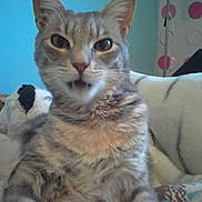 Cappuccino participe au concours pour gagner de l'argent avec cette photo :