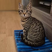 Albus D. participe au concours pour gagner de l'argent avec cette photo : animal, blue, cat, cozy, curious, domestic, ears, folder, furniture, indoor, looking, pet, sitting, soft_rug, striped, tabby, tail, whiskers, wooden_floor, young_cat