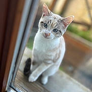 Atchoum participe au concours pour gagner de l'argent avec cette photo : cat, blue_eyes, window, curious, sitting, fur, animal, pet, whiskers, outdoor, closeup, portrait, looking, wood, glass, reflection, soft_focus, domestic_cat, cute, feline