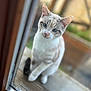 cat, blue_eyes, window, curious, sitting, fur, animal, pet, whiskers, outdoor, closeup, portrait, looking, wood, glass, reflection, soft_focus, domestic_cat, cute, feline