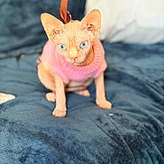Calliope participe au concours pour gagner de l'argent avec cette photo : animal, blue_eyes, cat, closeup, cozy, curious, cute, domestic_animal, ears, feline, furless, hairless_cat, indoor, pet, pink_sweater, plush_blanket, portrait, soft_texture, sphynx_cat, whiskers