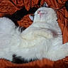 Gremlin is registered to the contest to win money with this photo: cat, white_cat, black_patches, sleeping, relaxed, pet, animal, fur, paw, nose, whiskers, bed, blanket, orange_blanket, indoor, cute, fluffy, domestic_cat, resting, cozy