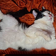 Gremlin is registered to the contest to win money with this photo: cat, black_and_white, fluffy, lying_down, orange_blanket, indoor, pet, fur, whiskers, relaxed, animal, cute, mammal, sleepy, domestic, cozy, resting, soft, playful, comfortable