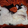 cat, black_and_white, fluffy, lying_down, orange_blanket, indoor, pet, fur, whiskers, relaxed, animal, cute, mammal, sleepy, domestic, cozy, resting, soft, playful, comfortable
