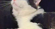 Gremlin is registered to the contest to win money with this photo: cat, black_and_white, feline, pet, animal, whiskers, ear, nose, paw, fur, indoor, curious, looking_up, resting, side_view, close_up, domestic_cat, mammal, portrait, quiet