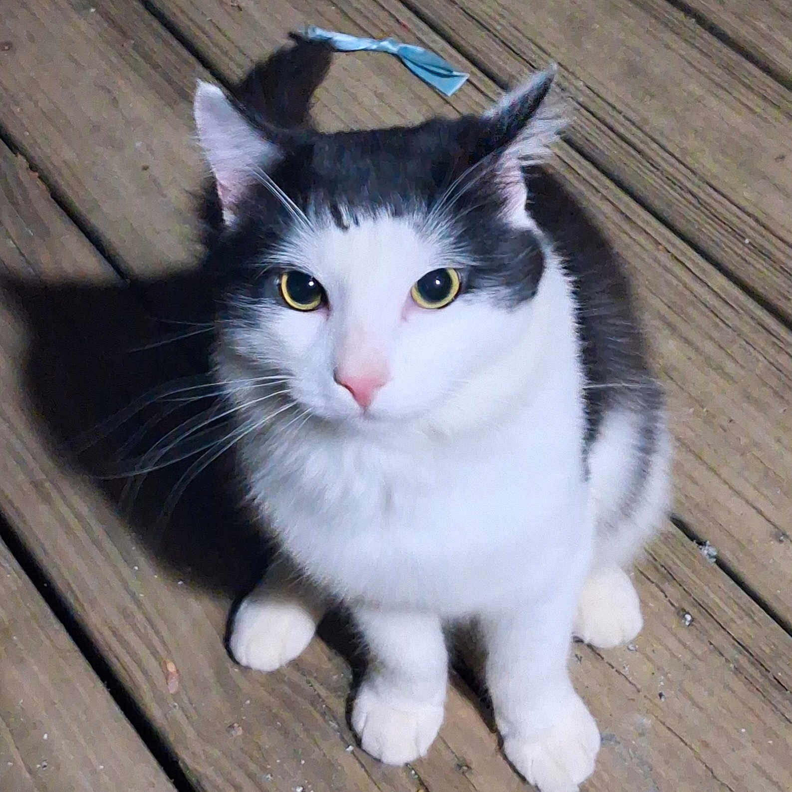 Gremlin is registered to the contest to win money with this photo: alert, animal, black_and_white, cat, close_up, cute, domestic_animal, feline, fur, looking_up, night, outdoor, pet, pink_nose, portrait, shadow, sitting, whiskers, wooden_deck, yellow_eyes