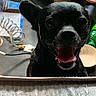 dog, black_dog, pet, animal, portrait, close_up, tongue, open_mouth, happy, playful, ears, eyes, nose, fur, indoor, desk, cables, electronics, background, photography
