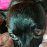 Teddy joined the competition — help win amazing prizes! puppy, dog, black_dog, close_up, portrait, pet, animal, brown_eyes, shiny_fur, snout, ears, blanket, pink_blanket, pink_background, indoors, cuddly, cute, looking_at_camera, furry, photography