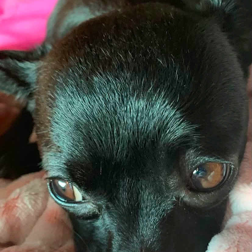 Teddy joined the competition — help win amazing prizes! puppy, dog, black_dog, close_up, portrait, pet, animal, brown_eyes, shiny_fur, snout, ears, blanket, pink_blanket, pink_background, indoors, cuddly, cute, looking_at_camera, furry, photography