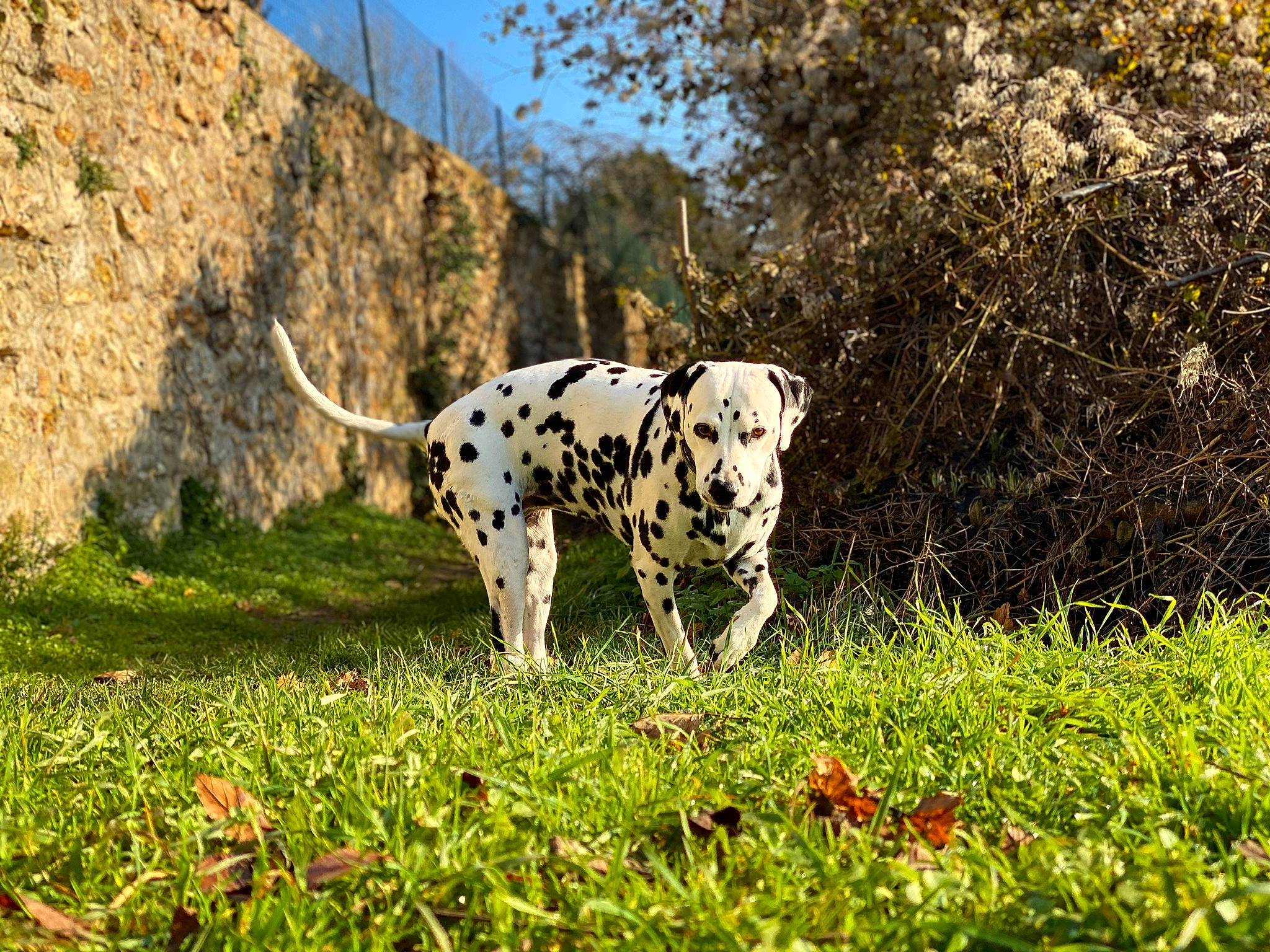 Gaïa participe au concours pour gagner de l'argent avec cette photo : canidae, carnivore, dalmatian, dog, dog_breed, fawn, grass, landscape, mammal, non_sporting_group, plant, sky, snout, sporting_group, tree