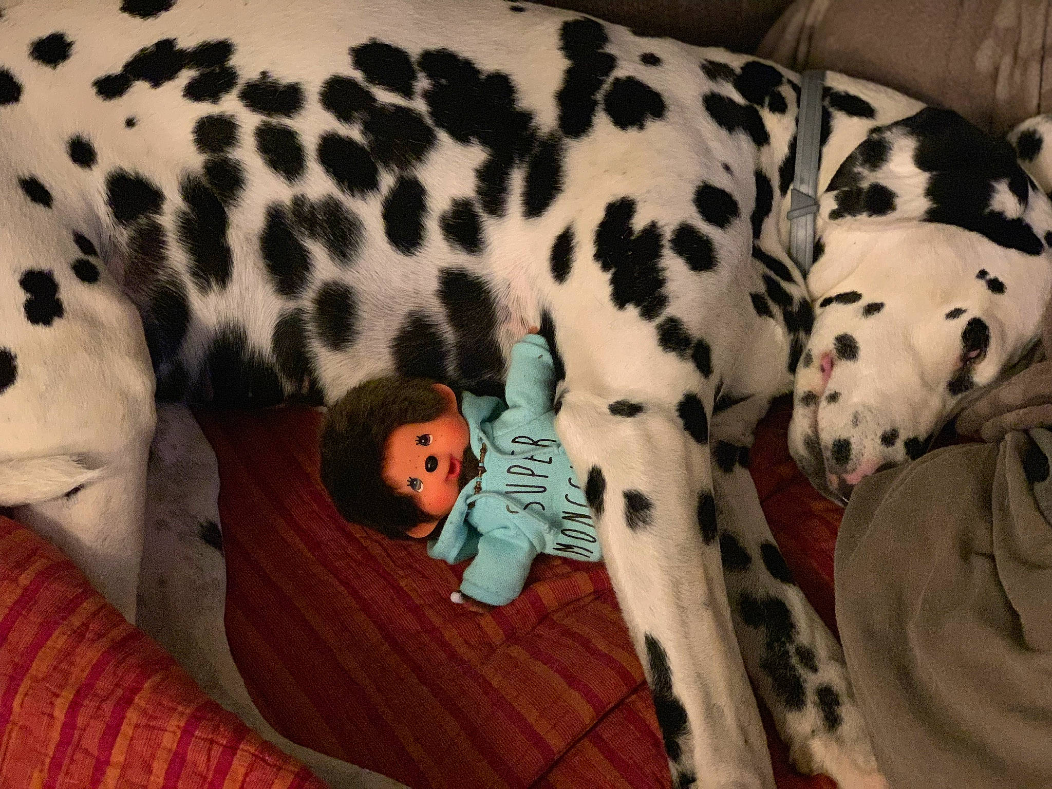 Gaïa a rejoint le concours — aidez-le/la à gagner de superbes lots ! canidae, carnivore, dalmatian, dog, dog_breed, fawn, mammal, non_sporting_group, snout