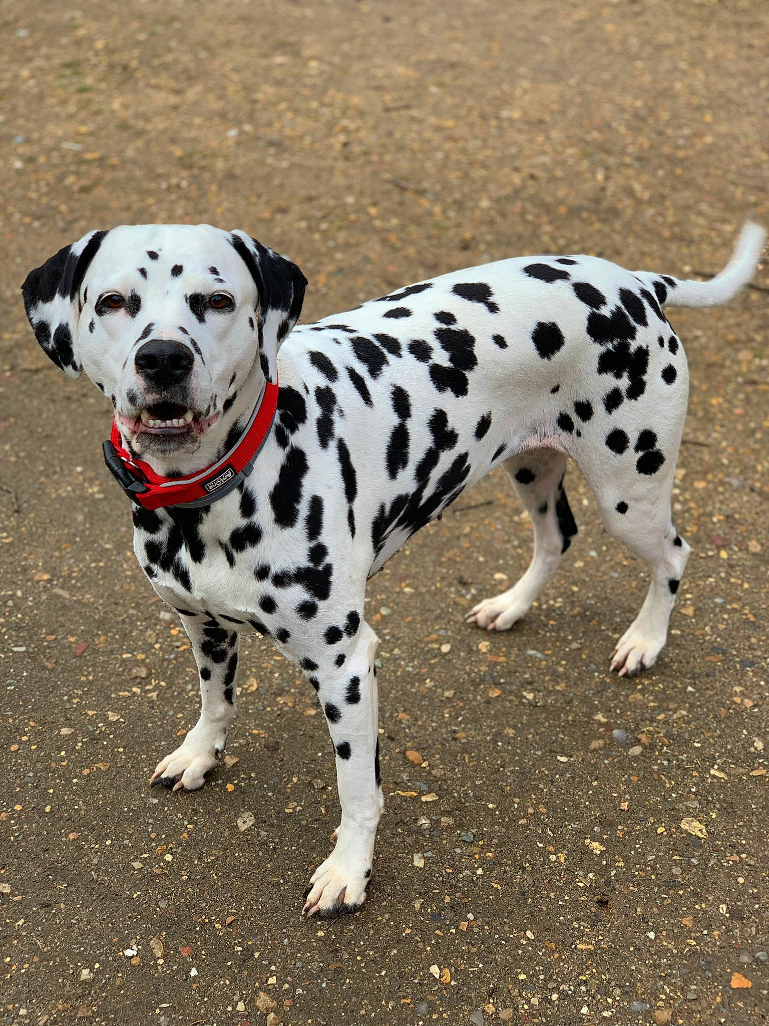 Gaïa participe au concours pour gagner de l'argent avec cette photo : canidae, carnivore, companion_dog, dalmatian, dog, dog_breed, mammal, non_sporting_group, snout, sporting_group, vertebrate