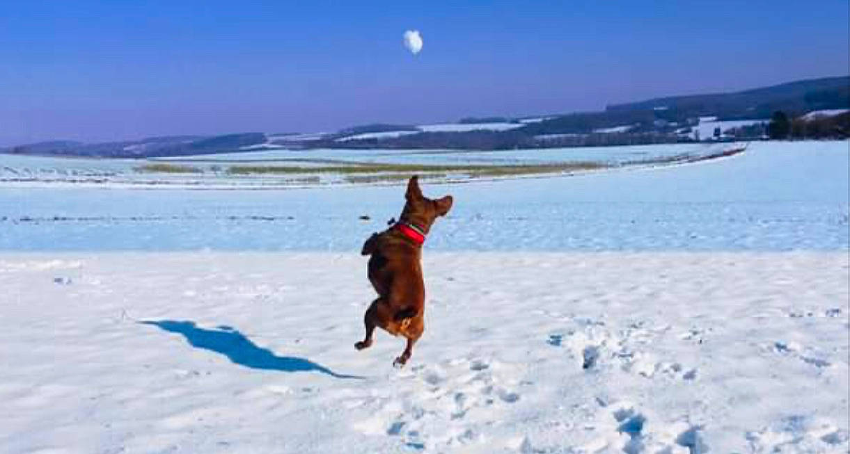 Chocolatine a rejoint le concours — aidez-le/la à gagner de superbes lots ! canidae, carnivore, dog, dog_breed, fun, hunting_dog, nova_scotia_duck_tolling_retriever, ocean, snow, sporting_group, vacation, winter