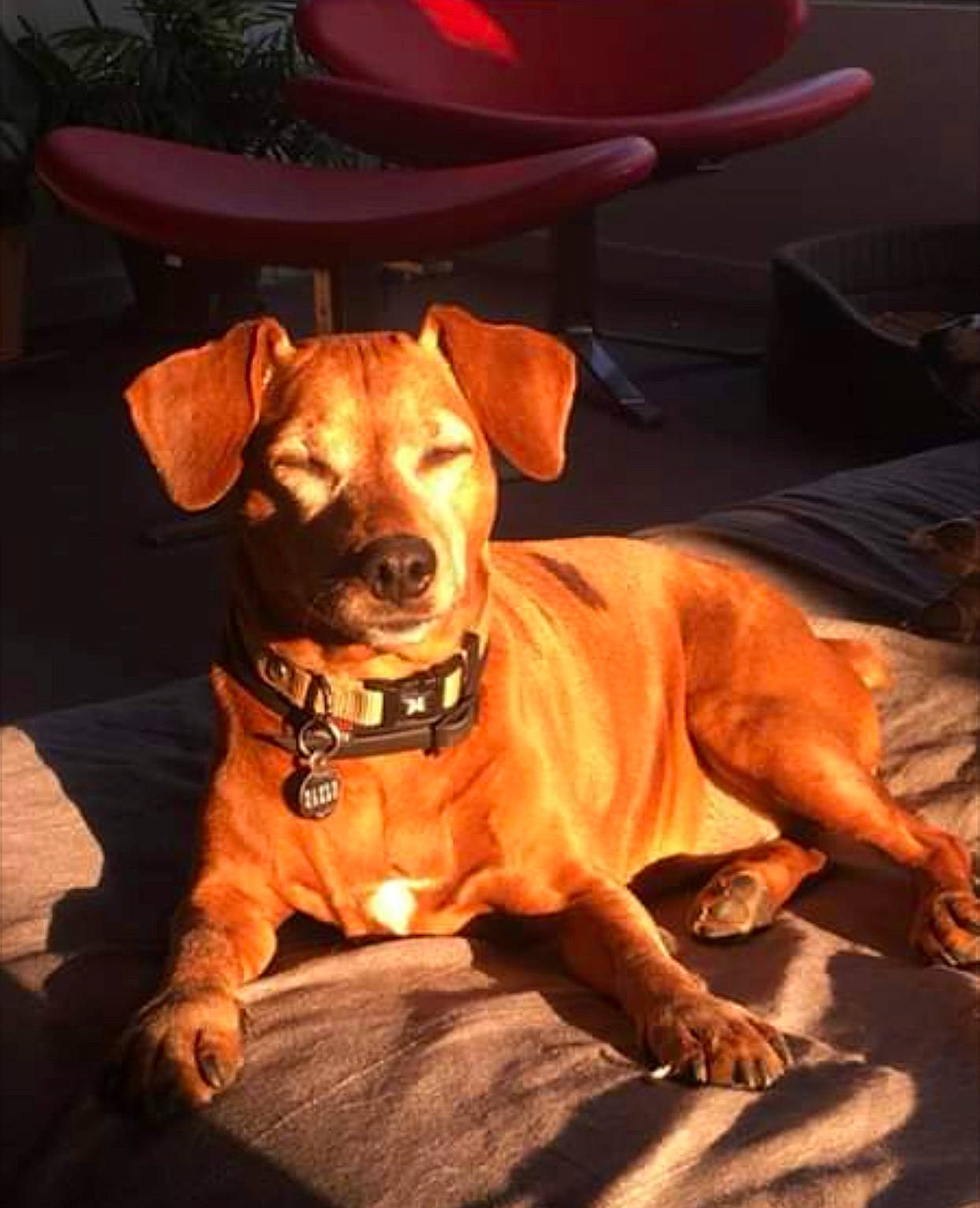 Chocolatine participe au concours pour gagner de l'argent avec cette photo : american_pit_bull_terrier, canidae, carnivore, companion_dog, dachshund, dog, dog_breed, ear, fawn, mammal, puppy, rare_breed_dog, rhodesian_ridgeback, snout, sporting_group, vertebrate