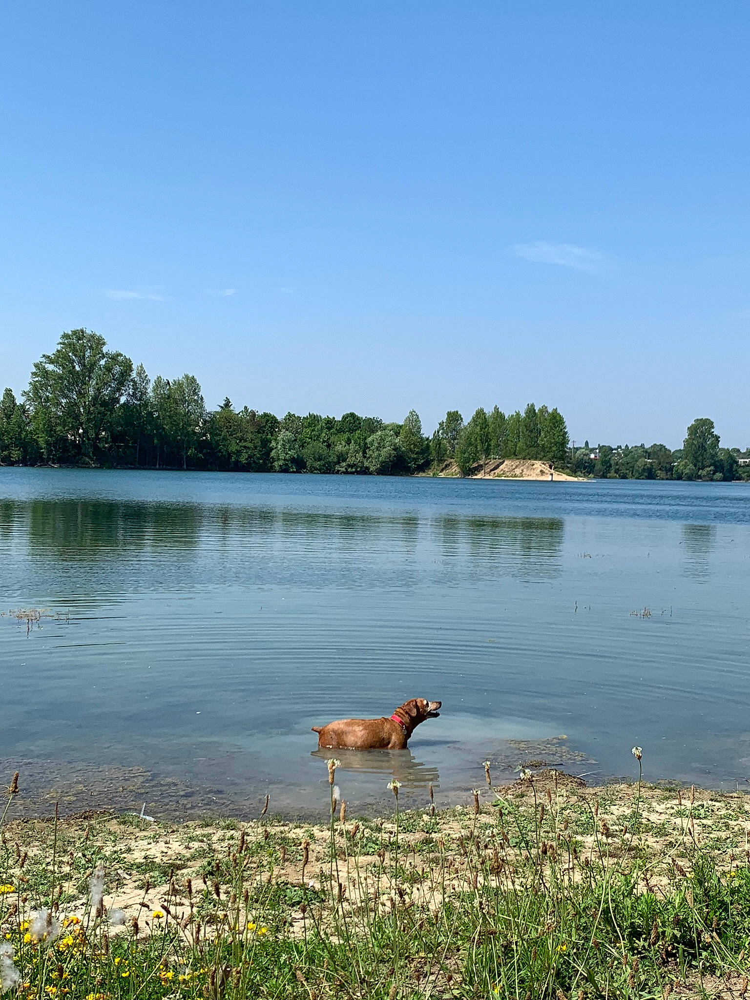 Chocolatine a rejoint le concours — aidez-le/la à gagner de superbes lots ! bank, body_of_water, calm, canidae, dog, floodplain, lake, natural_environment, pond, reflection, reservoir, river, shore, sky, sporting_group, summer, tree, water, water_resources, waterway