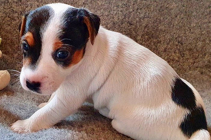 Simone participe au concours pour gagner de l'argent avec cette photo : carnivore, chilean_fox_terrier, companion_dog, dog, dog_breed, fawn, fur, irishjacks, paw, plant, small_terrier, snout, sporting_group, street_dog, terrestrial_animal, terrier, toy_dog, whiskers, working_animal, working_dog