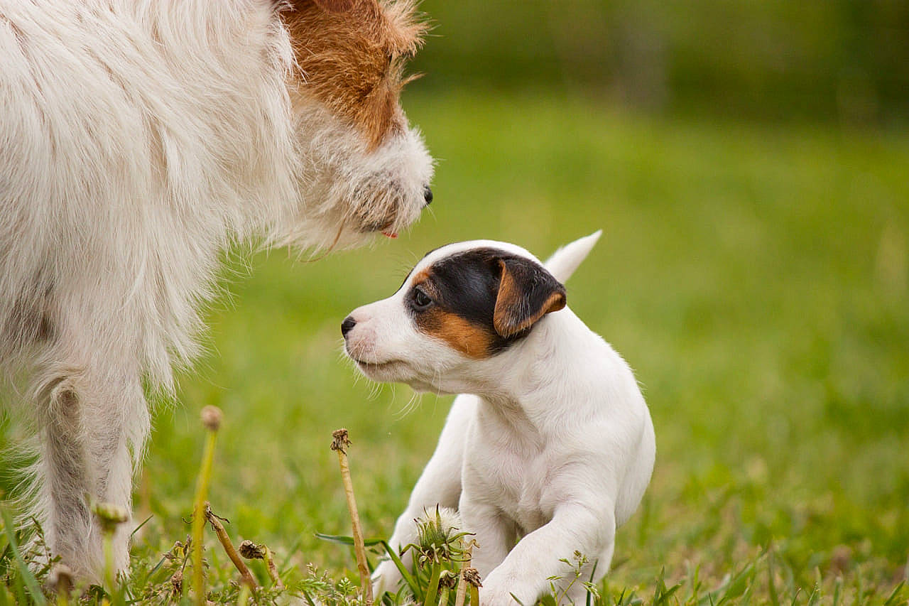 Simone a rejoint le concours — aidez-le/la à gagner de superbes lots ! canidae, carnivore, collar, companion_dog, dog, dog_breed, fawn, grass, grassland, meadow, natural_landscape, pasture, plant, snout, sporting_group, tail, terrestrial_animal, whiskers, wildlife, working_animal