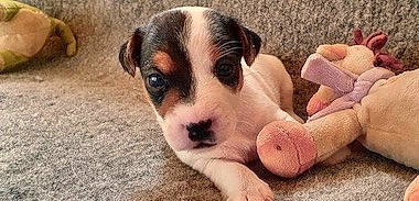 Simone participe au concours pour gagner de l'argent avec cette photo : bored, canidae, carnivore, companion_dog, dog, dog_breed, dog_supply, fawn, fur, paw, puppy, puppy_love, snout, sporting_group, street_dog, terrestrial_animal, terrier, toy_dog, whiskers, working_animal