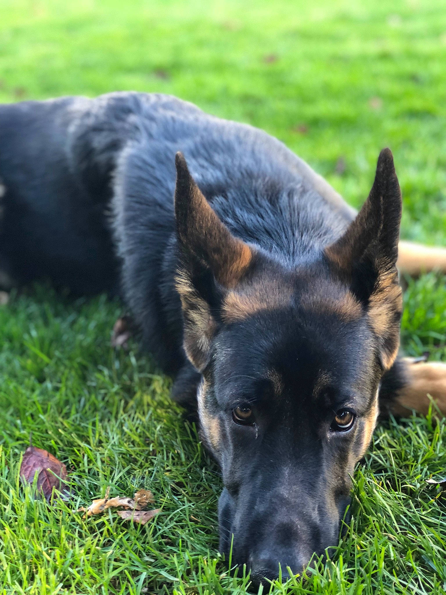 Tripp joined the competition — help win amazing prizes! australian_kelpie, bohemian_shepherd, canidae, carnivore, dog, dog_breed, east_european_shepherd, german_shepherd_dog, grass, herding_dog, king_shepherd, kunming_wolfdog, mammal, old_german_shepherd_dog, plant, rare_breed_dog, shiloh_shepherd_dog, snout, vertebrate, working_dog