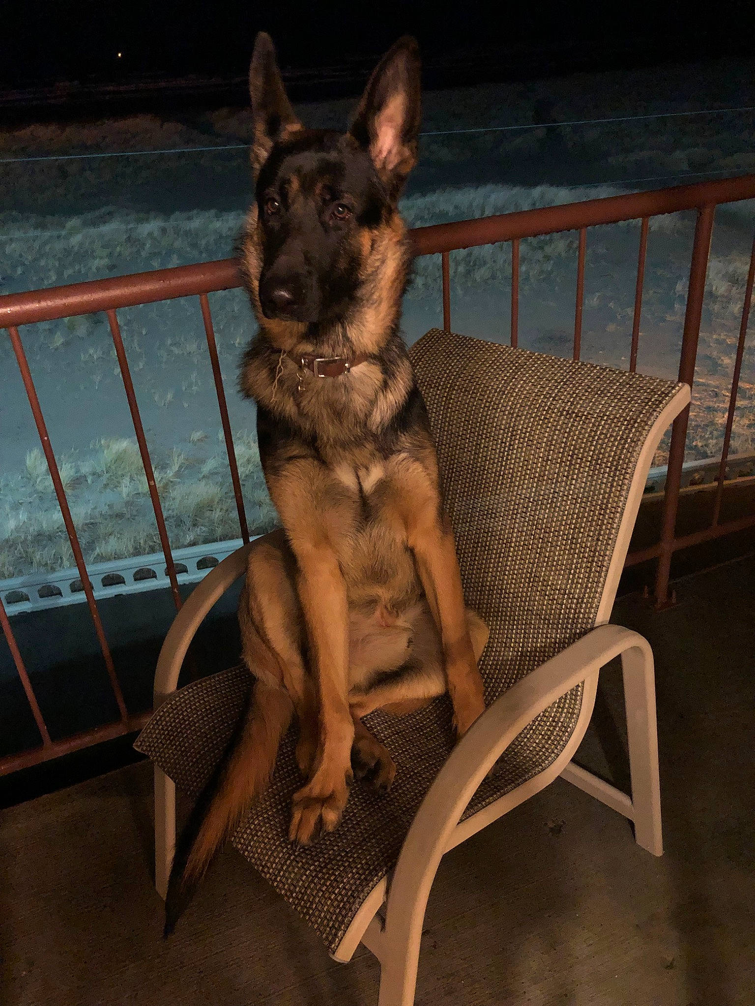 Tripp joined the competition — help win amazing prizes! belgian_shepherd_malinois, canidae, carnivore, dog, dog_breed, east_european_shepherd, fawn, german_shepherd_dog, kunming_wolfdog, mammal, vertebrate