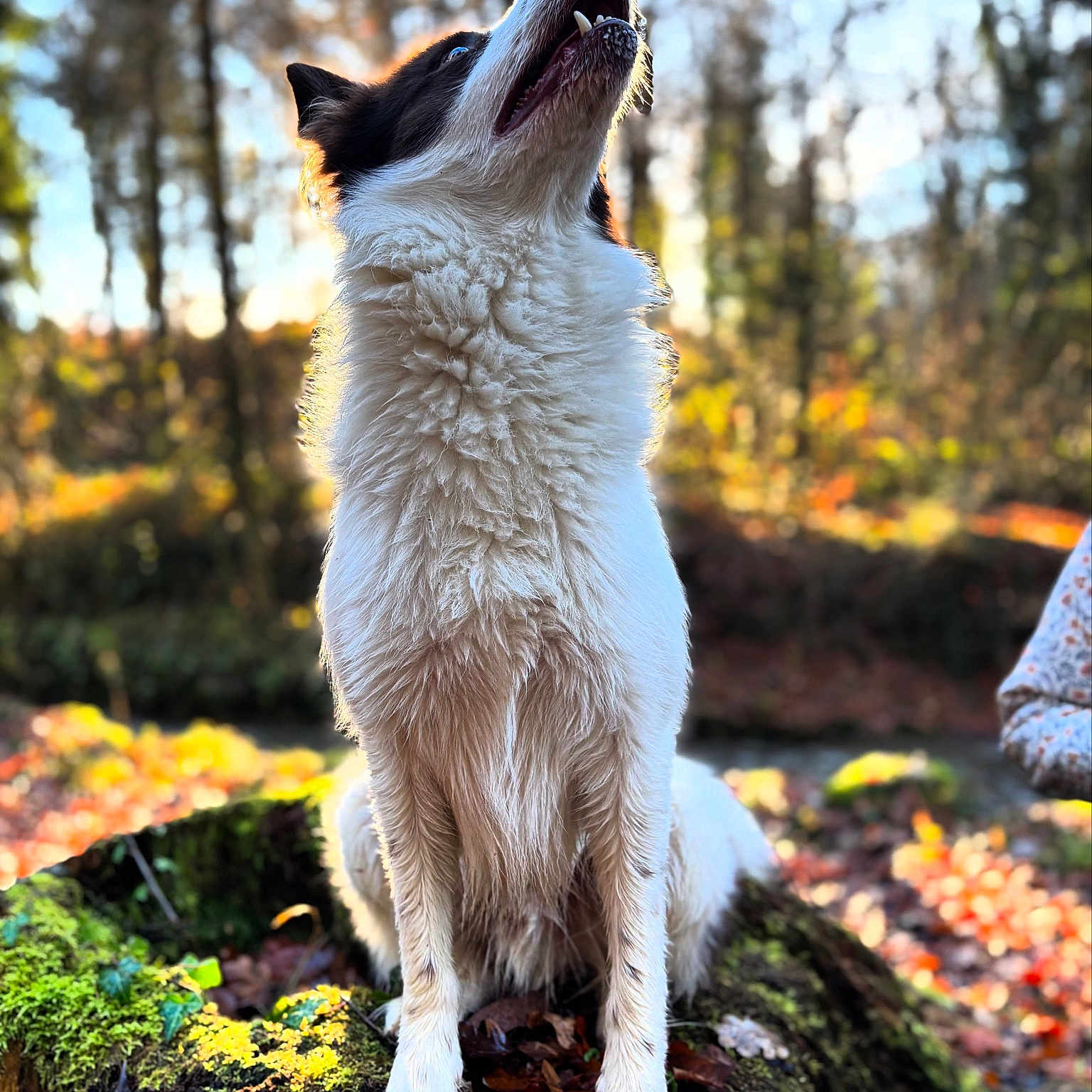 Simba