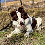 Simba a rejoint le concours — aidez-le/la à gagner de superbes lots ! dog, brown_and_white, grass, outdoor, nature, animal, pet, tongue_out, curious, lying_down, sunlight, blurred_background, trees, field, ears_up, canine, mammal, friendly, playful, happy